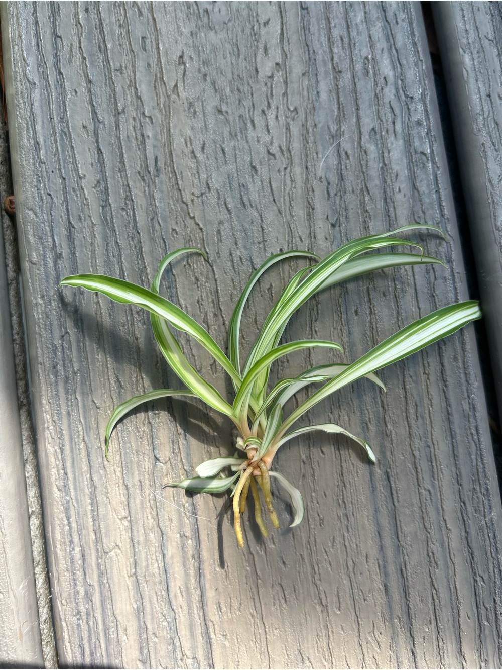 Variegated Green Spider Plant Pups 10 for $15